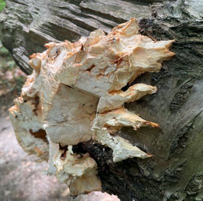 Laetiporus sulphureus 