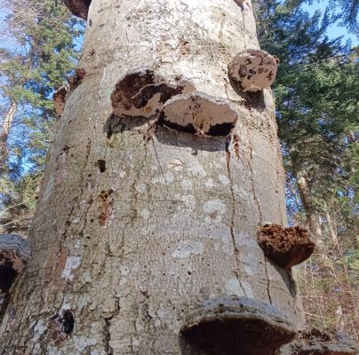 Fomes fomentarius 