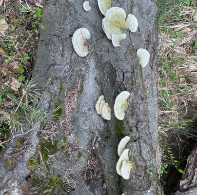 Trametes hirsuta 