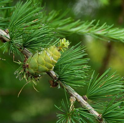 Sacchiphantes viridis 