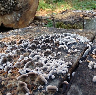 Trametes versicolor