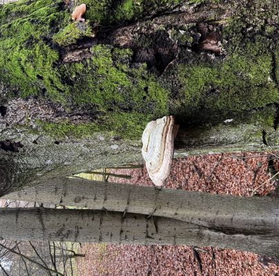 Fomes fomentarius 