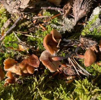 Flammulina velutipes