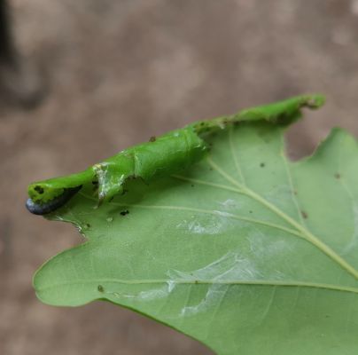 Archips xylosteana 