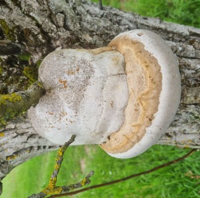 Fomes fomentarius 