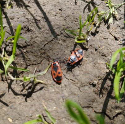 Pyrrhocoris apterus