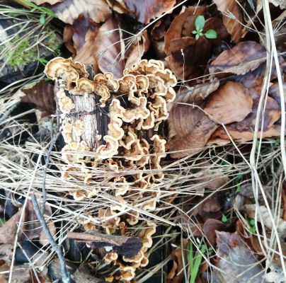 Trametes versicolor