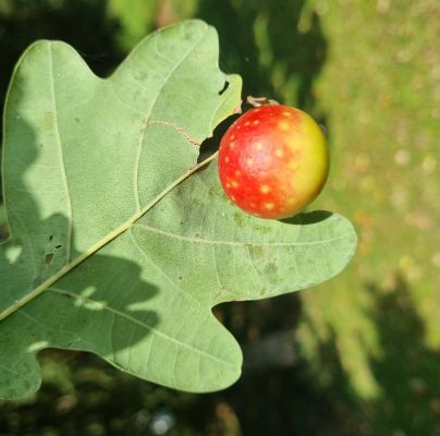 Cynips quercusfolii 