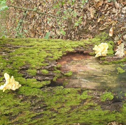 Laetiporus sulphureus 