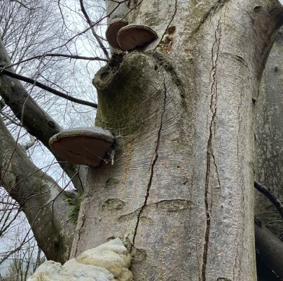 Fomes fomentarius 