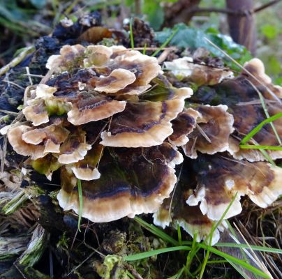 Trametes versicolor