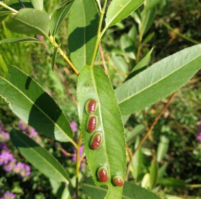 Pontania proxima