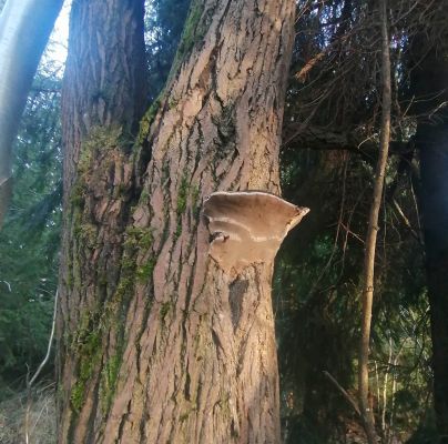 Phellinus igniarius 