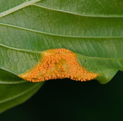 Puccinia coronata 