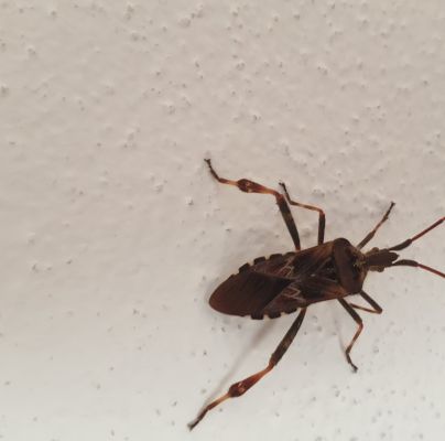 Leptoglossus occidentalis 