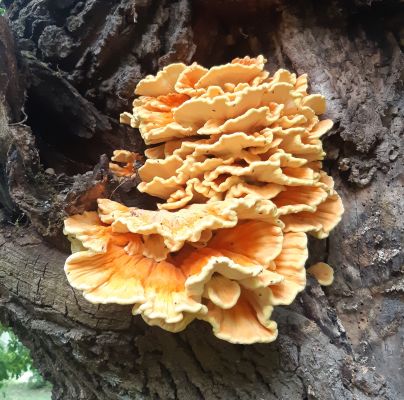 Laetiporus sulphureus 