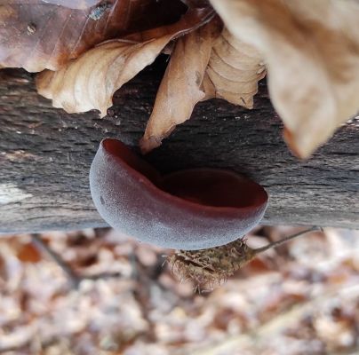 Auricularia auricula-judae