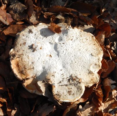 Piptoporus betulinus 