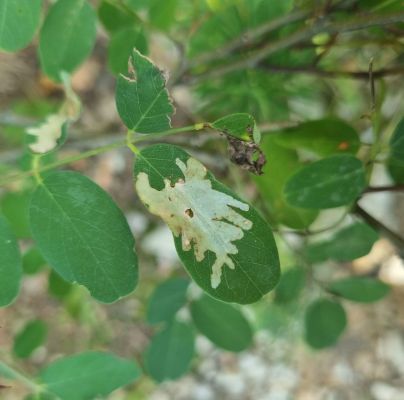 Parectopa robiniella 