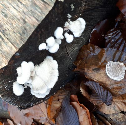 Schizophyllum commune