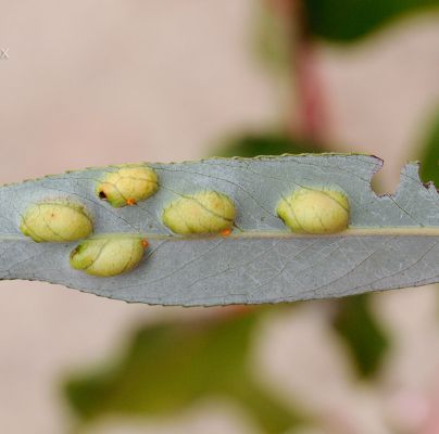 Pontania proxima