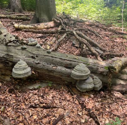 Fomes fomentarius 