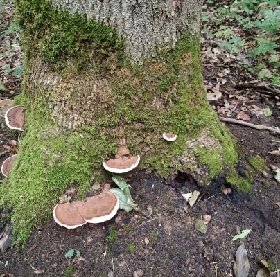 Ganoderma lipsiense 