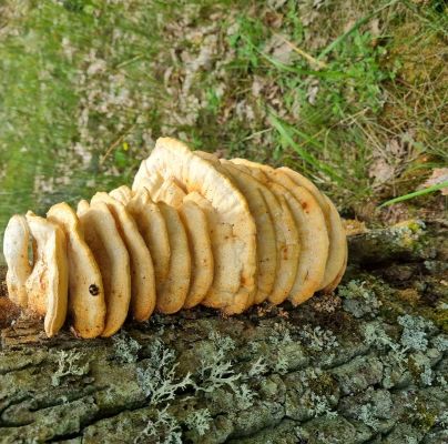 Laetiporus sulphureus 