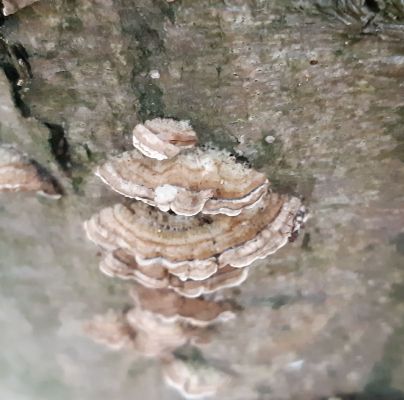 Trametes versicolor