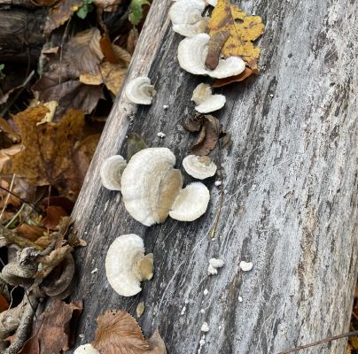 Trametes hirsuta 