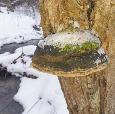 Phellinus igniarius 