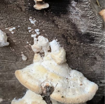 Trametes hirsuta 