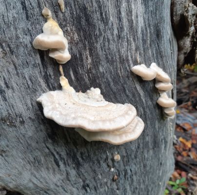 Trametes hirsuta 