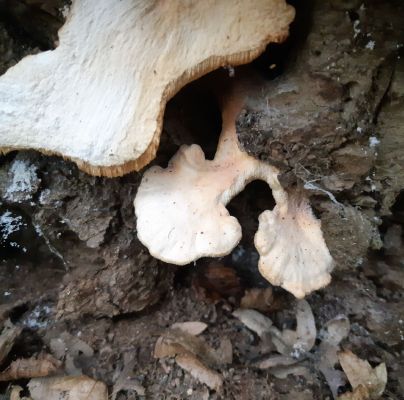 Laetiporus sulphureus 