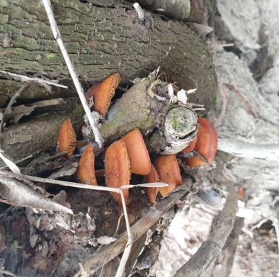 Flammulina velutipes