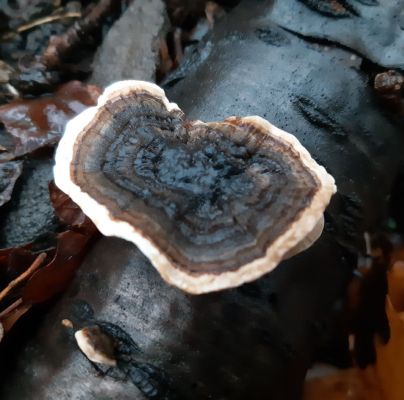 Trametes versicolor