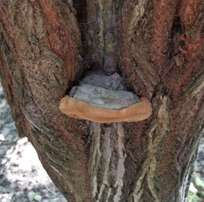 Phellinus igniarius 