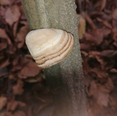 Fomes fomentarius 