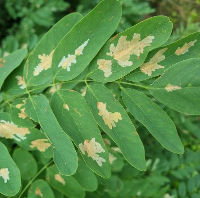 Parectopa robiniella 