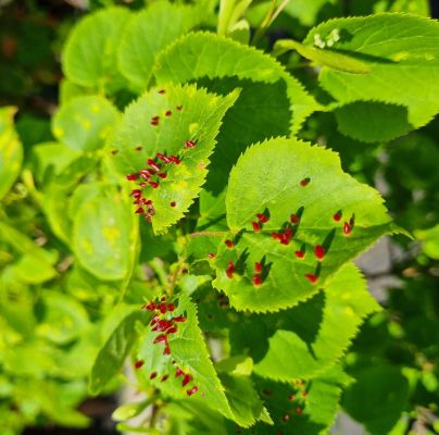 Eriophyes tiliae