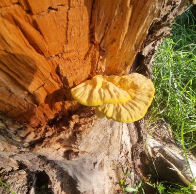 Laetiporus sulphureus 