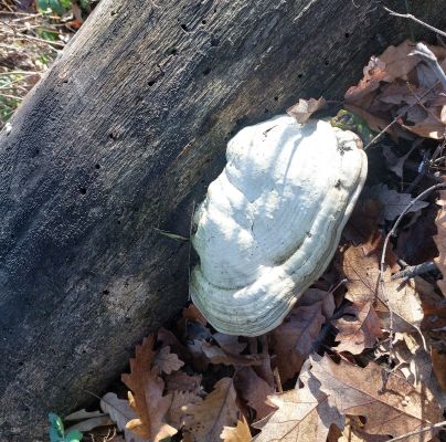 Fomes fomentarius 