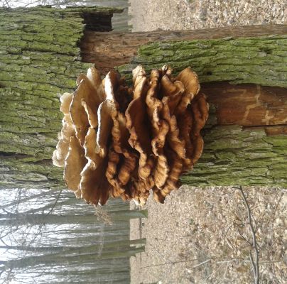 Laetiporus sulphureus 