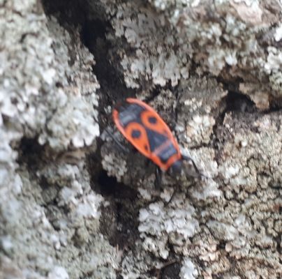 Pyrrhocoris apterus