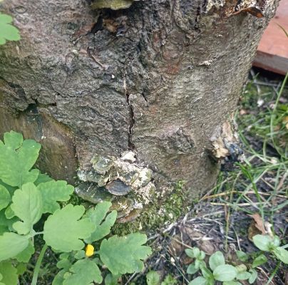 Trametes versicolor