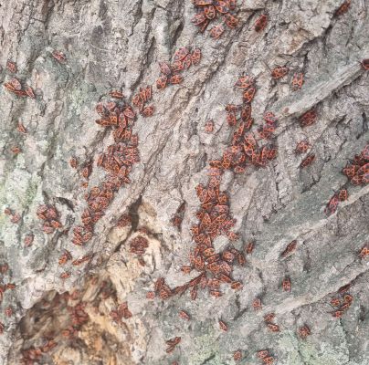 Pyrrhocoris apterus