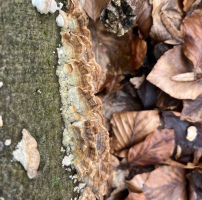 Trametes versicolor