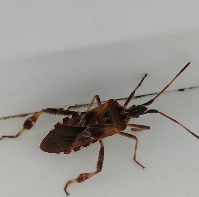 Leptoglossus occidentalis 