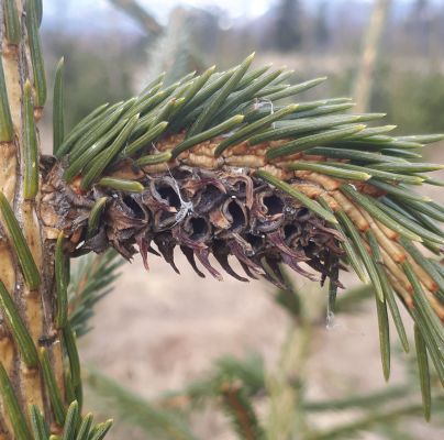 Sacchiphantes viridis 