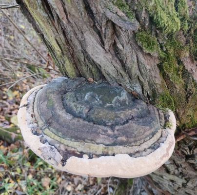 Fomes fomentarius 